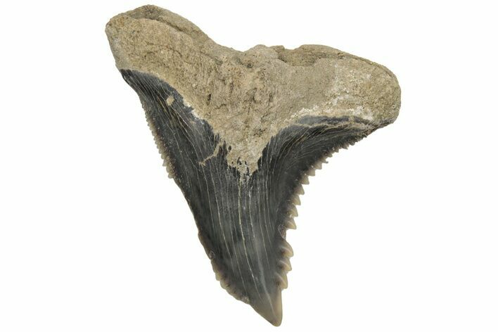 Snaggletooth Shark (Hemipristis) Tooth - Aurora, NC #237934